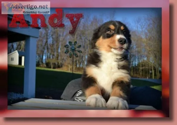 Andy Male Australian Shepherd