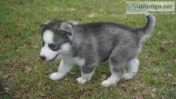 Siberian Husky Puppies