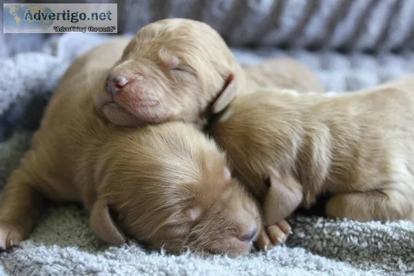 Goldendoodle puppies