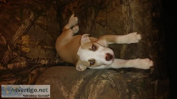 Puppy looking for a new home.