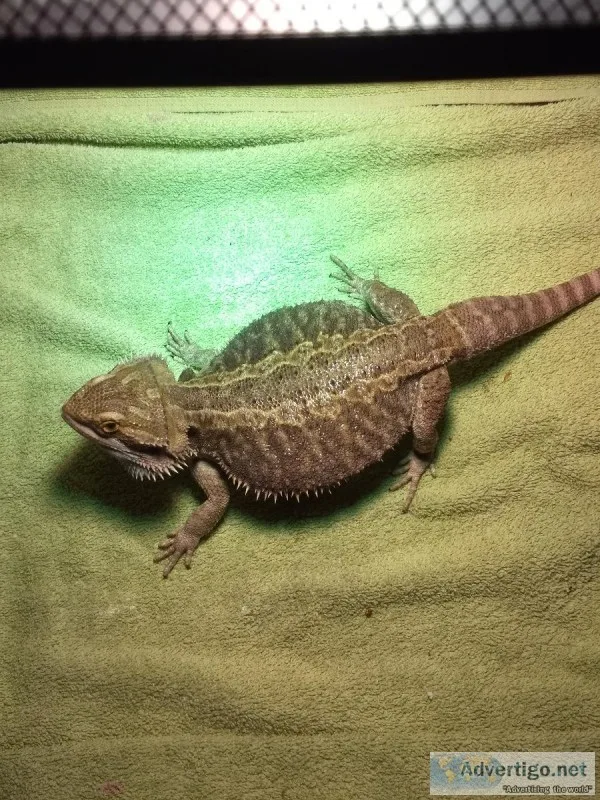 Bearded Dragon