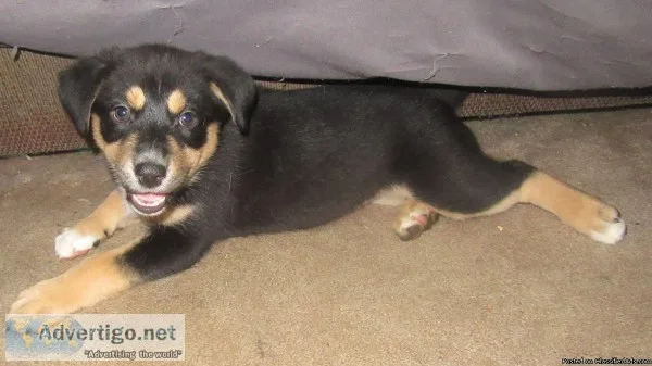 Aussy Mix Puppies