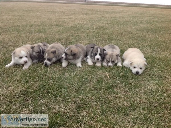 HuskyGerman shepherd puppies for sale