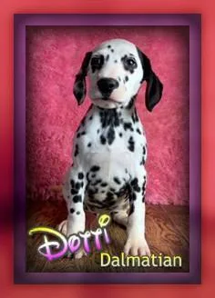 Dotti Female NPRI Dalmatian