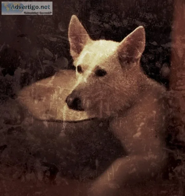 White Female Shepherd looking for black Shepherd to mate with
