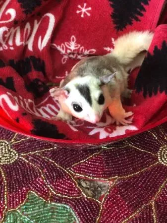 Sugar gliders