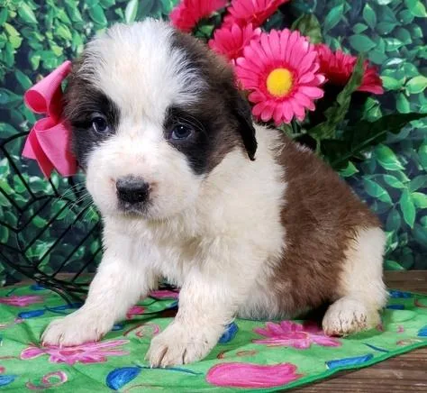 Dedicated Saint Bernard puppies ready