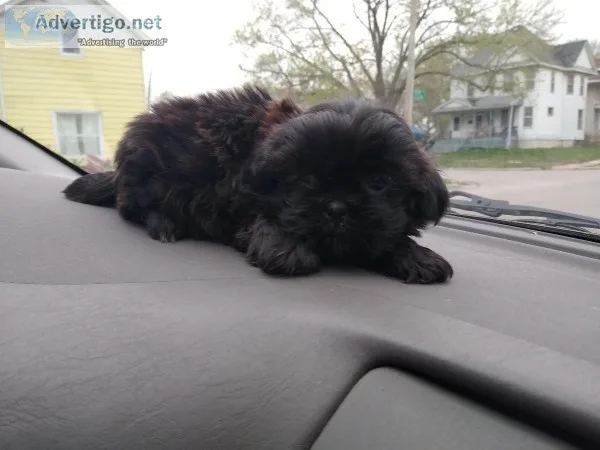 Female shih tzu