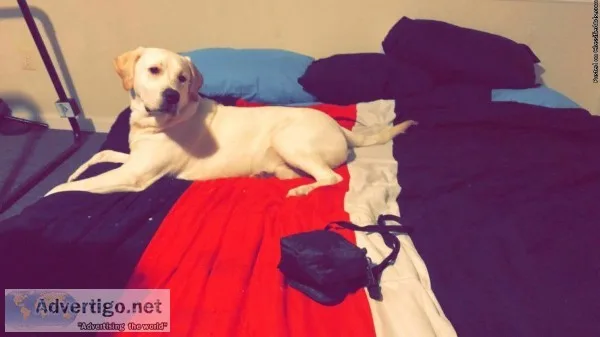 AKC Registered Lab Puppy
