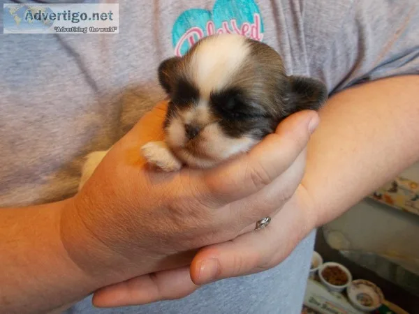 Shih tzu puppies CKC Registered