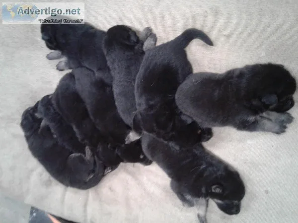 AKC GERMAN SHEPHERD PUPPIES