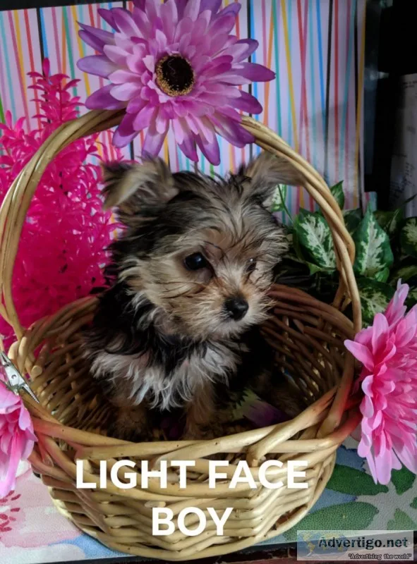 1 Yorkie puppy