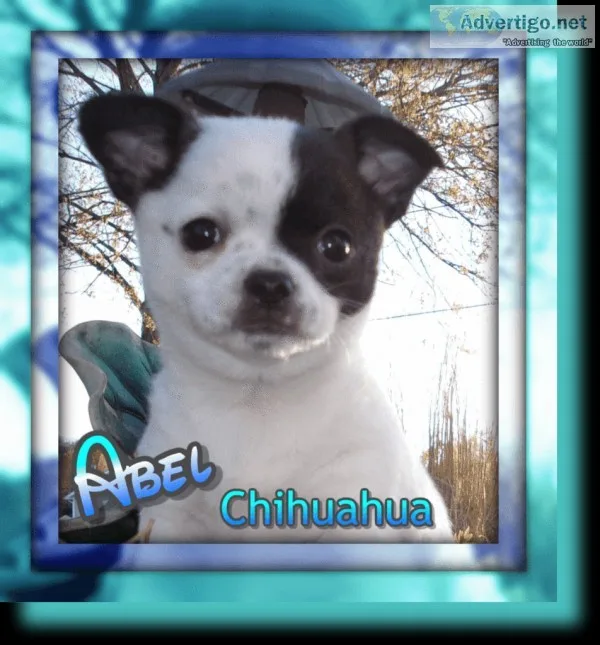 Abel Male Chihuahua Puppy