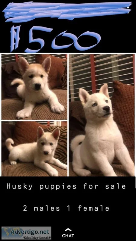 Sibirian Huskey