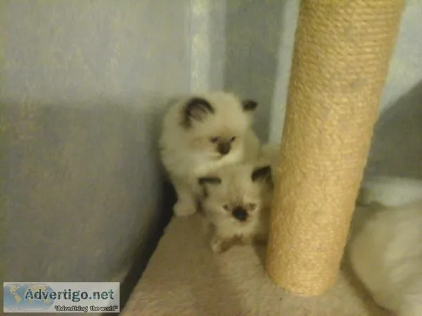 Himalayan kittens