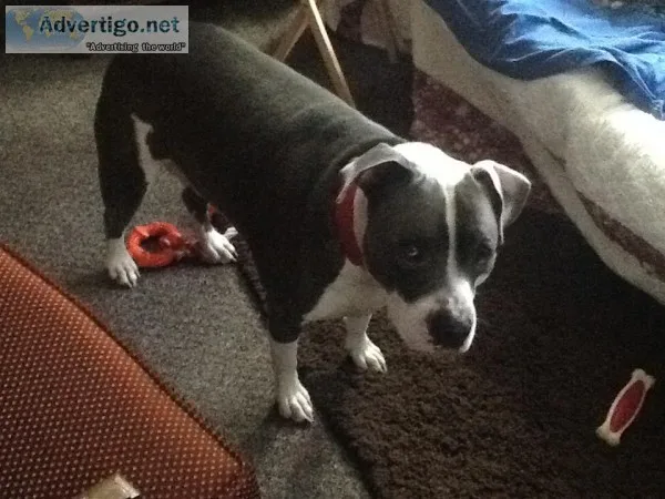 American Bully
