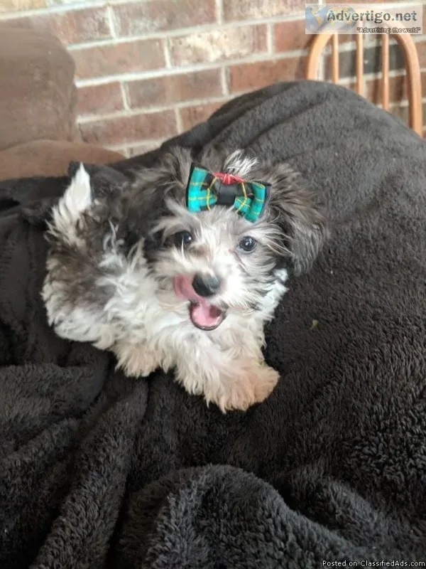 Shorkie Doodle