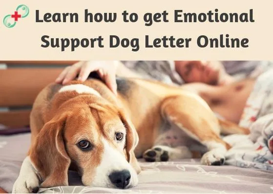 Learn how to get emotional support dog letter online