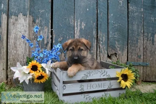 Garth Male German Shepherd