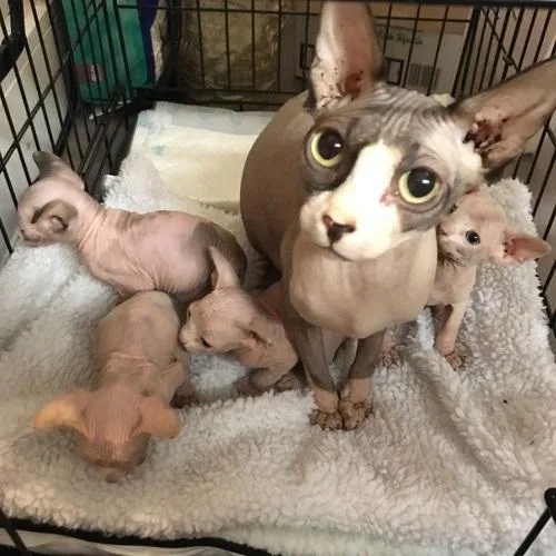 4 Gorgeous Loving Sphynx Kittens Available