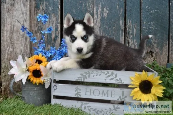 Thunder Male Siberian Husky