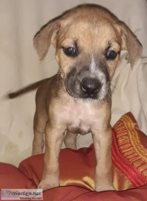 Boxabor Puppies
