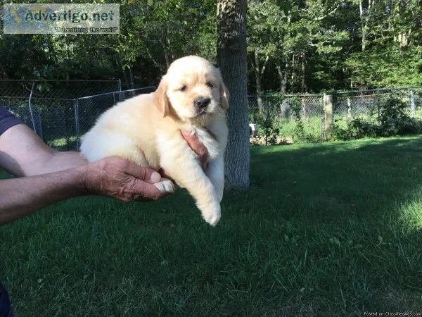 Akc golden retriever puppies