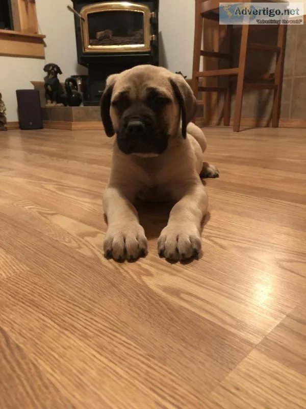 Purebred AKC registered English mastiff puppies