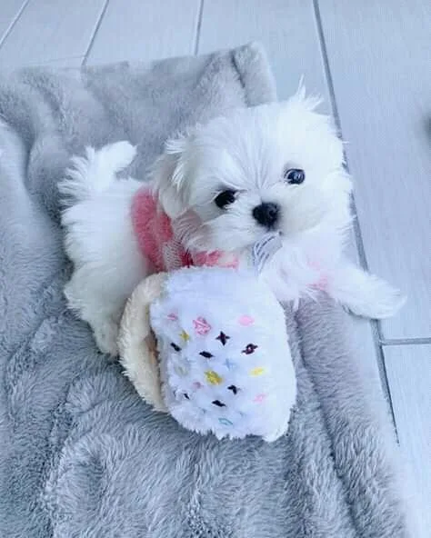 Maltese puppies ready to go