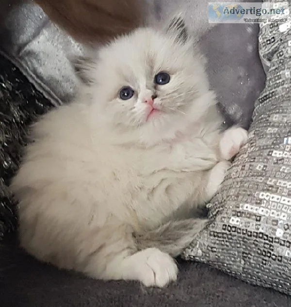 Ragdoll kittens Ready To Someone With TimeAttention.