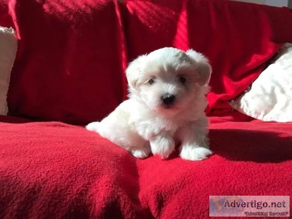 MF Maltese puppies for Rehoming