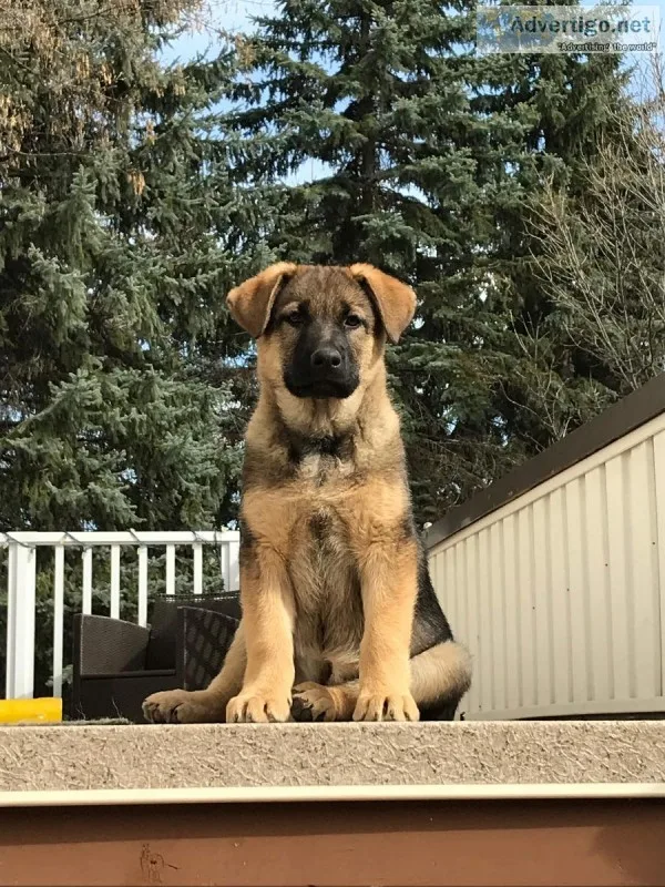 Puppy