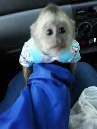 Intelligent male and female capuchin and