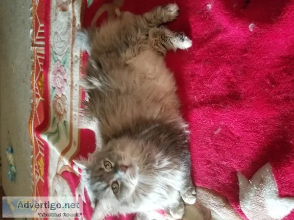 Cats need a loving home