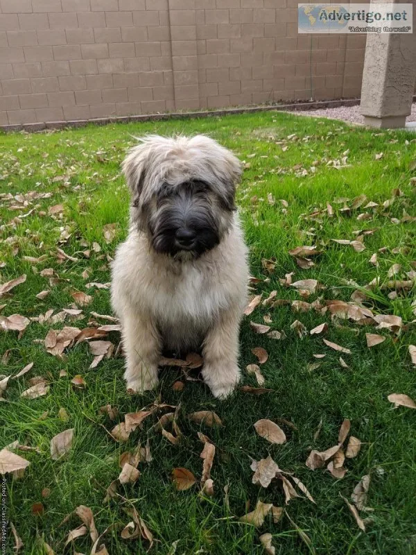 Bouvier Des Flandres