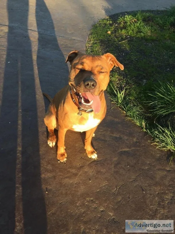 Need an affordable dog walker