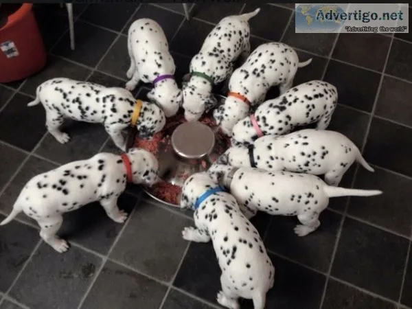 Great Dane Puppies