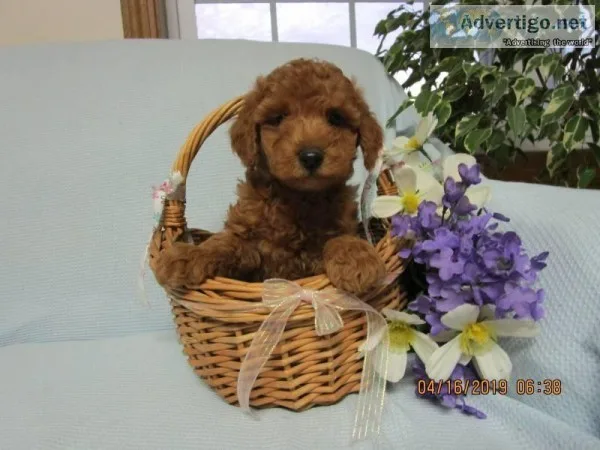 King Male ACA Mini Poodle