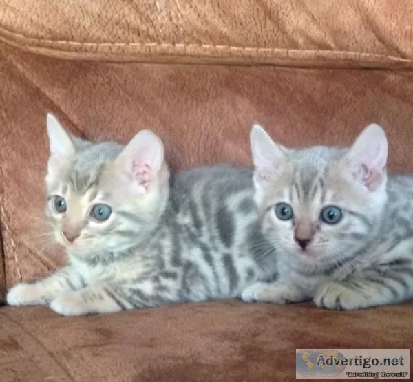 TICA Registered Bengal Kittens Available
