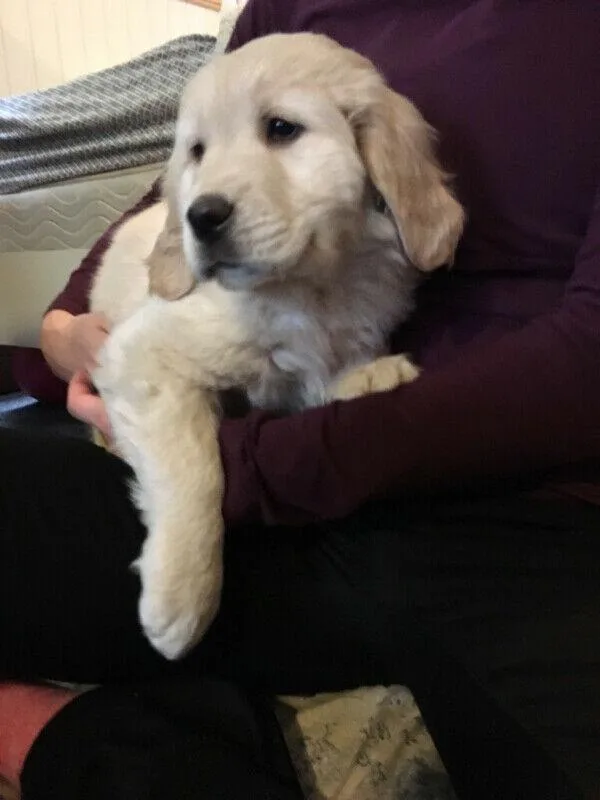 Adorable Golden Retriever Pups