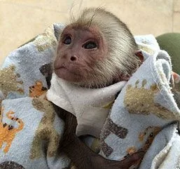 Beautiful capuchin monkeys(615)-434-583 6