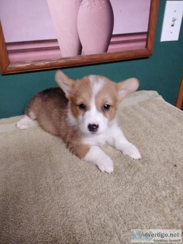 Corgie puppies