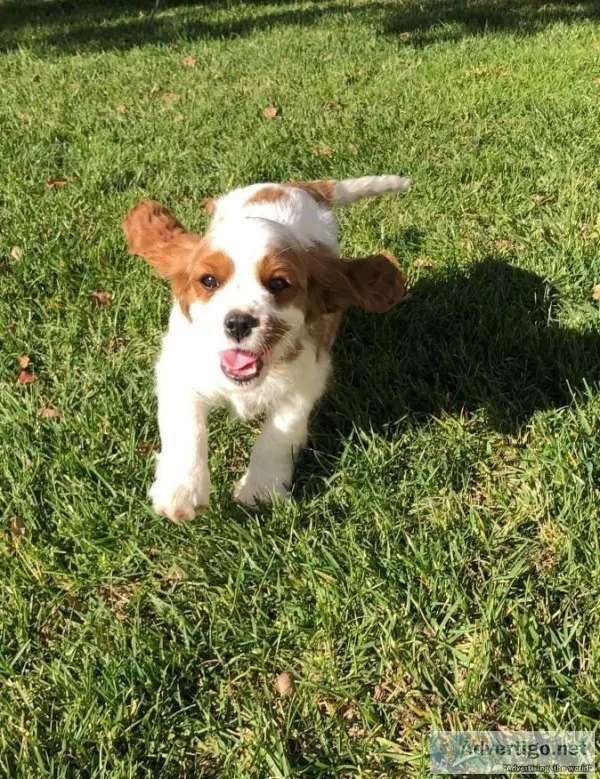 Cavalier King Charles Spaniel.