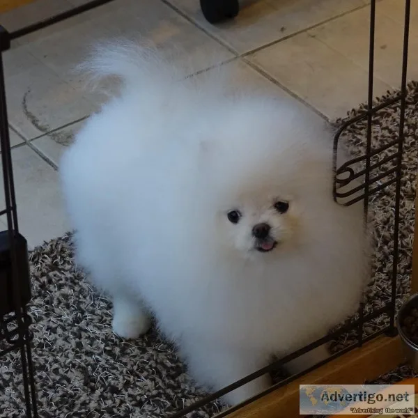 AKC  Pomeranians puppies