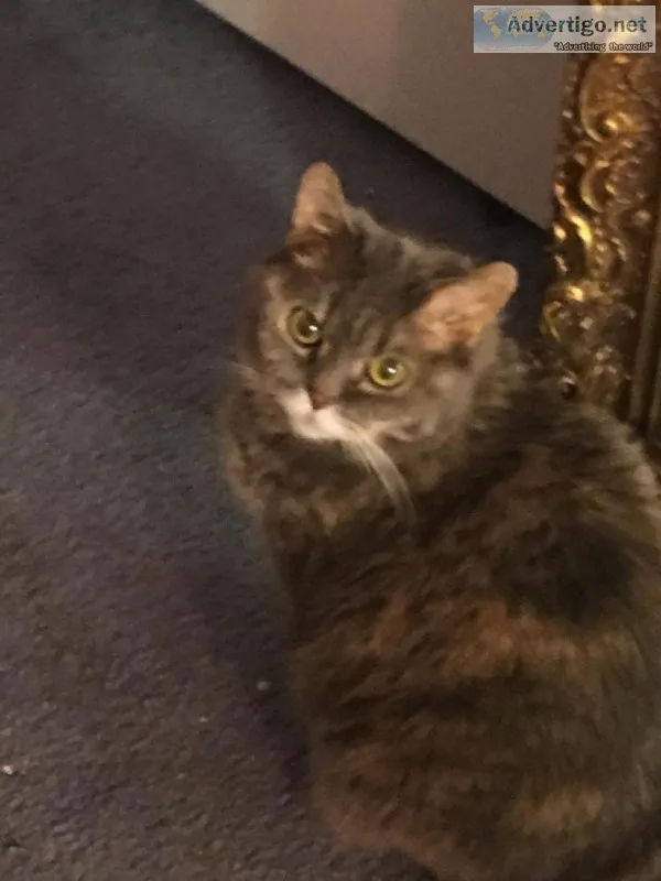 Seeking fun and frisky Bengal