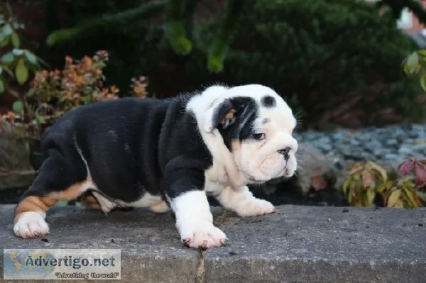 English Bulldog Puppies