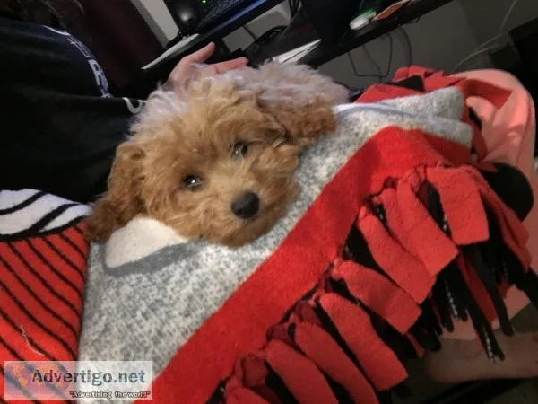 Teddy Bear Poodle