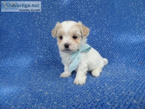 Maltese Shih Tzu Puppies