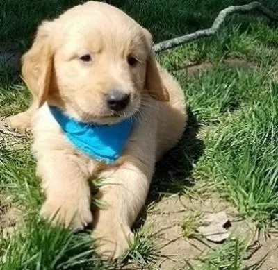 Determined Golden retriever puppies ready