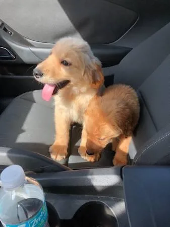 Golden retriever